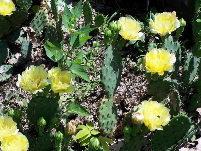 Cactus in bloom