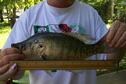 Crappie caught from the lake