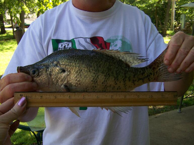 Crappie caught from the lake