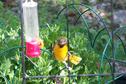 Female Oriole