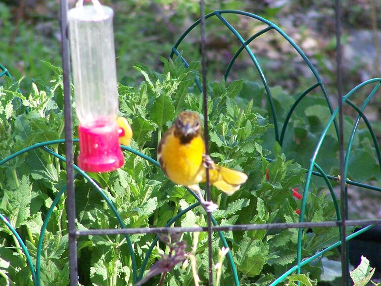 Female Oriole
