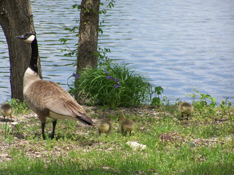 Newcomers to the park this spring