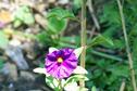 Purple flower