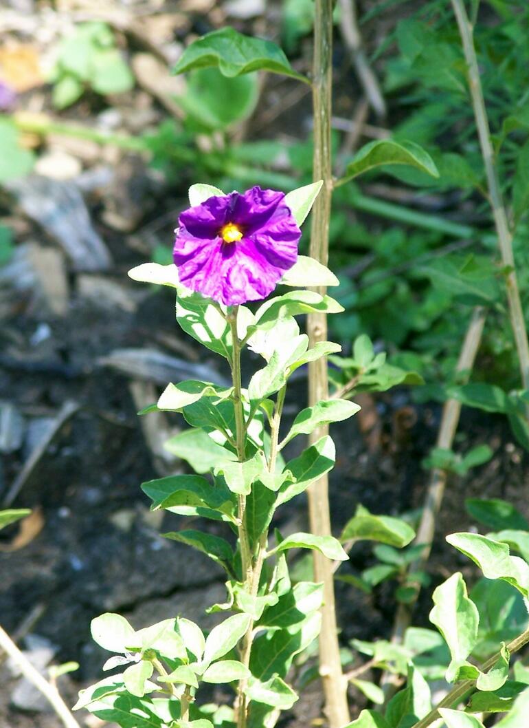 Purple flower