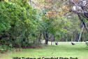 Wild Turkeys at Crawford State Park