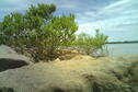 Shore Line