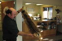 Bobcat tagging