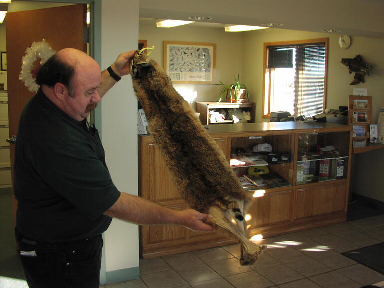 Bobcat tagging