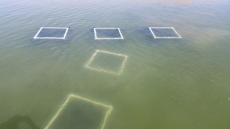 Georgia Cubes in Wilson Reservoir