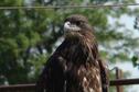 Baby Eagle at Rockin'K Horse Campground