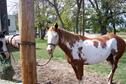 Kanopolis horse