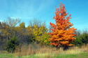 Fall Colors