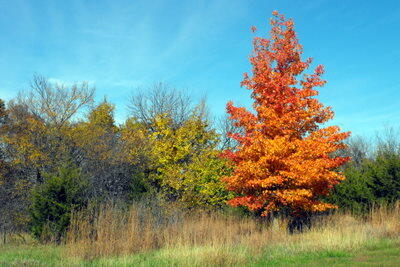 Fall Colors