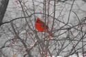Wildlife Pictures