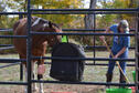 2014 Competitive Trail Ride Competitor