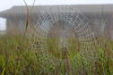 Morning Dew