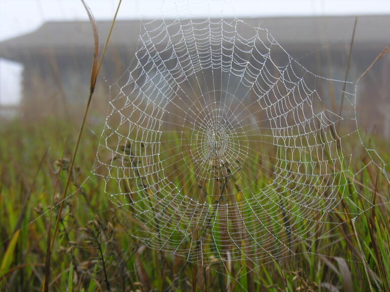Morning Dew