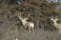 Muleys
