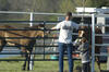 Helping dad feed the horses