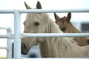 Horses at West Point Campground