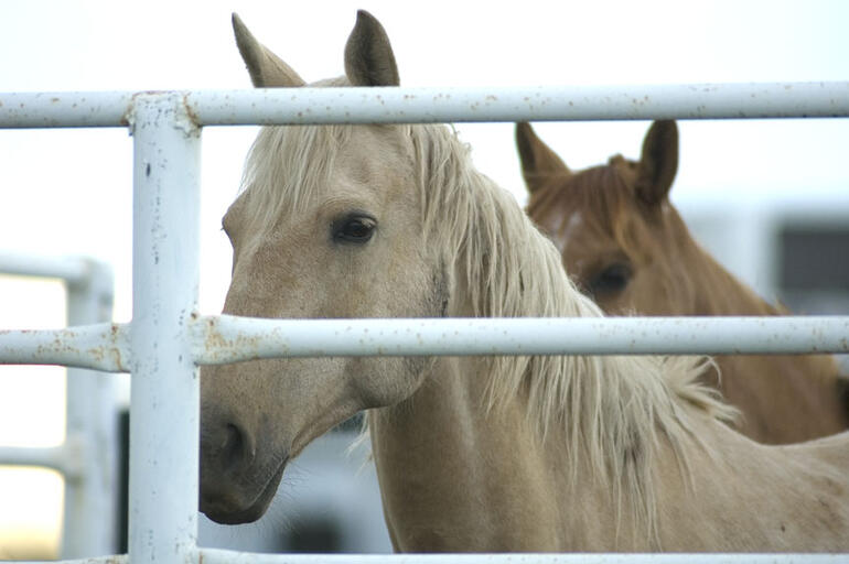 Horses at West Point Campground