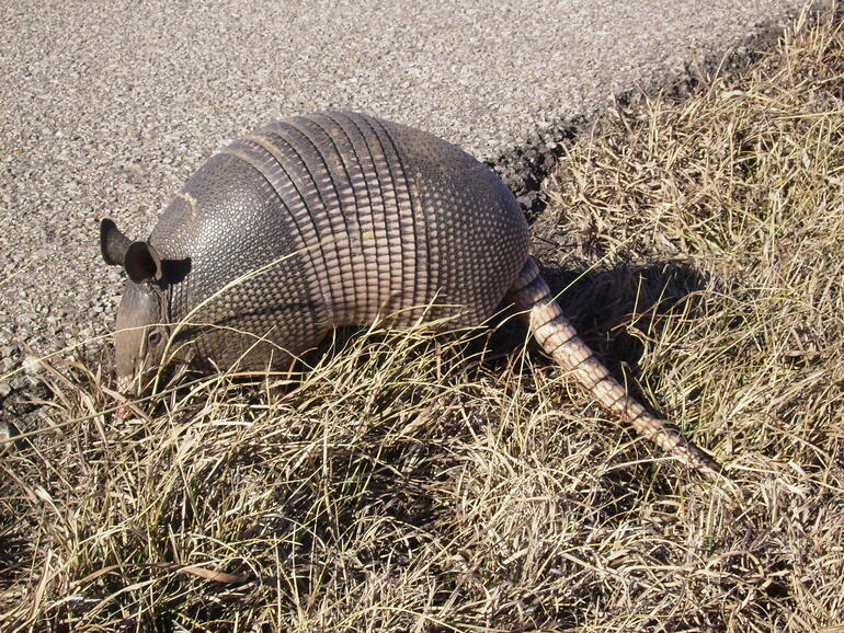 El Dorado State Park Armadillo