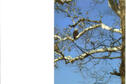 El Dorado State Park Bald Eagle