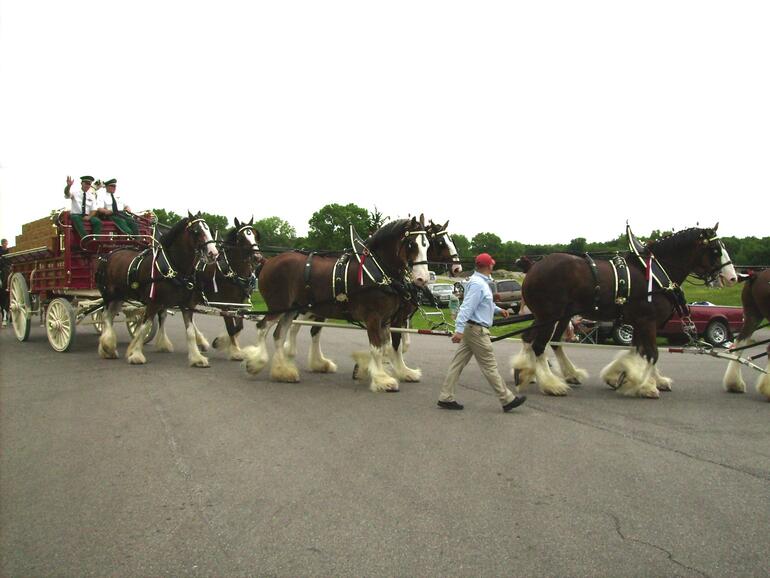 El Dorado State Park Clydesdales
