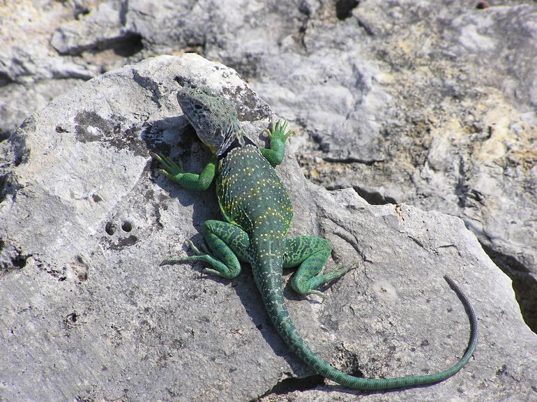 El Dorado State Park Collared Lizard