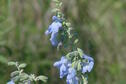 El Dorado State Park Pitcher Sage