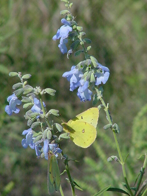 El Dorado State Park Pitcher Sage