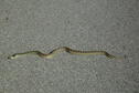 El Dorado State Park Snake