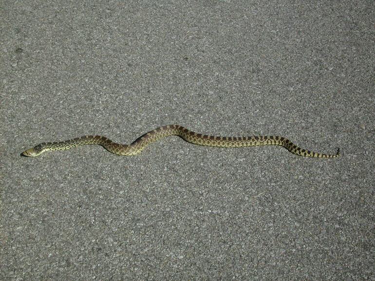 El Dorado State Park Snake El Dorado State Park Snake