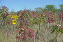 El Dorado State Park Sumac