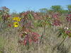El Dorado State Park Sumac
