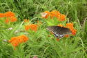 El Dorado State Park Wildflower & Swallowtail Butterfly
