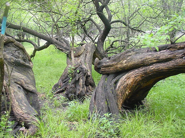 Turkey Run Trail