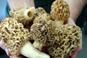 Kanopolis morels