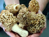 Kanopolis morels
