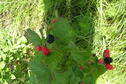Blackberries at Sand HIlls