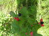 Blackberries