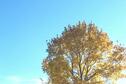 Autumn leaves