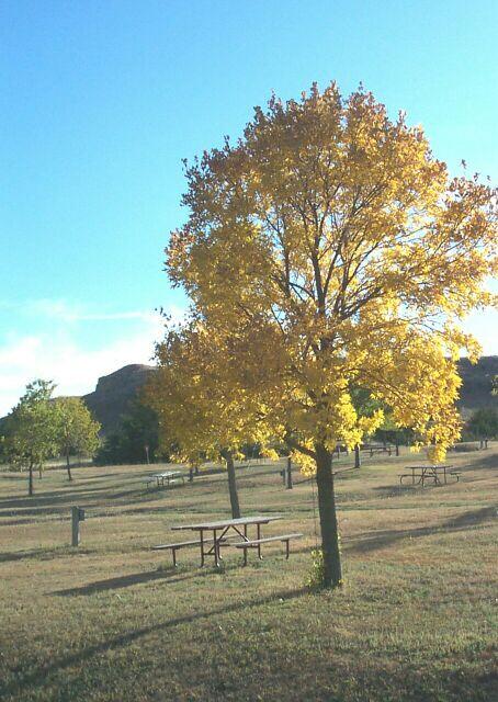 Autumn Leaves