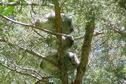 Wildlife on Trail