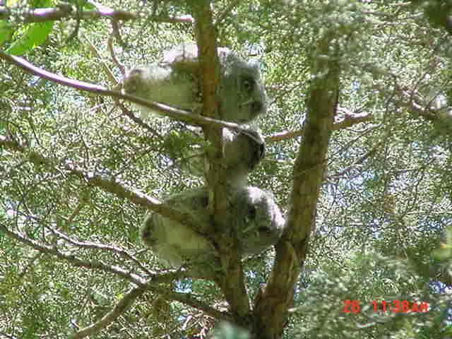 Wildlife on Trail