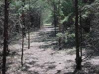 Mountain Bike Trail at Fancy Creek (Summer)